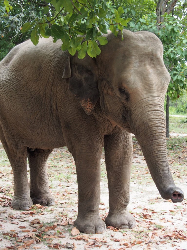 Elephants of Cambodia