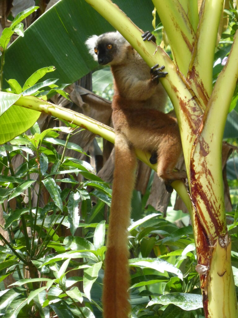 lemur in Madagascar climbing the tree