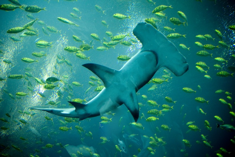 Shark swimming amongst yellow fish