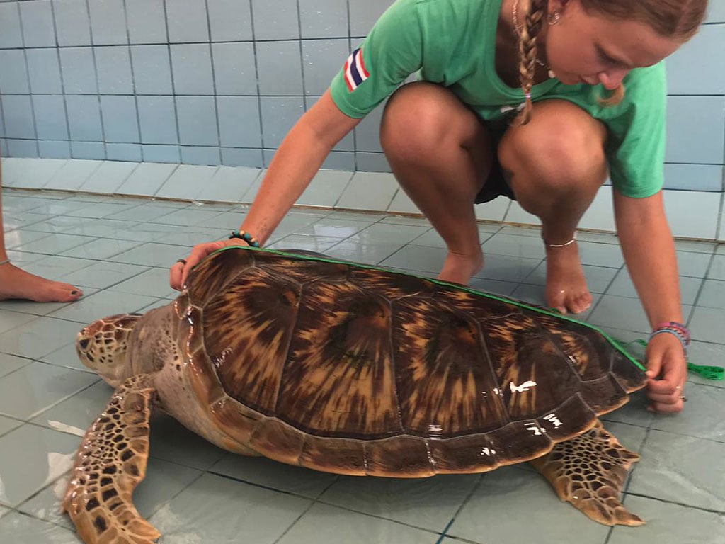 measuring turtle