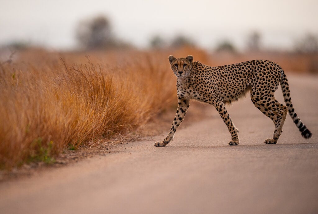 cheetah