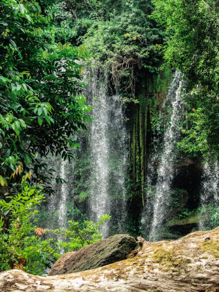 forests of Cambodia