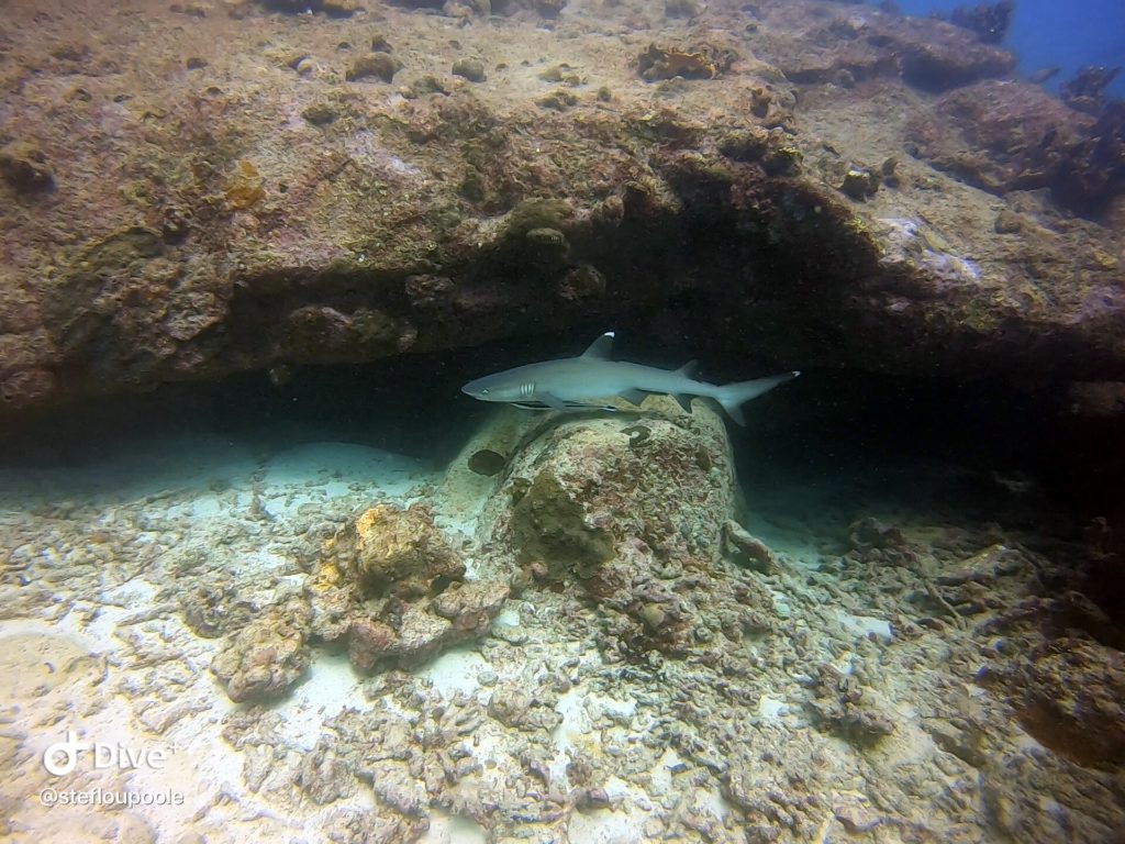 Shark getting cosy in a cave