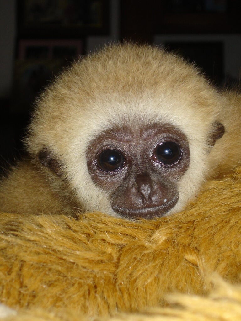 Gibbons in Thailand