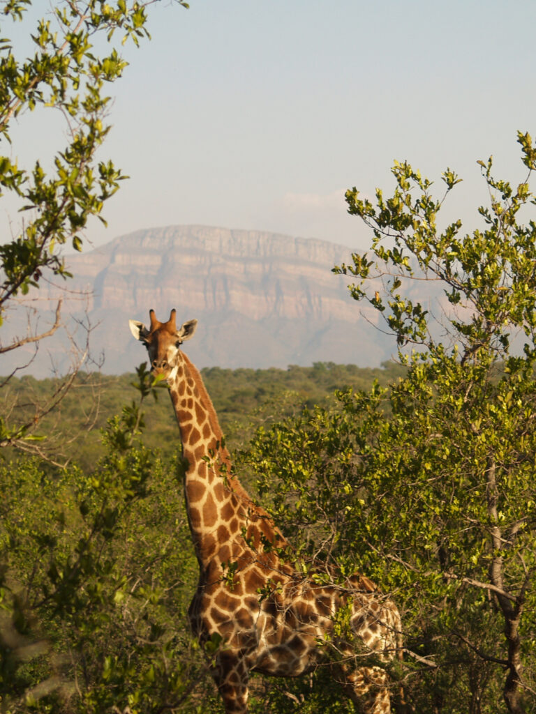 giraffe in Karongwe bush