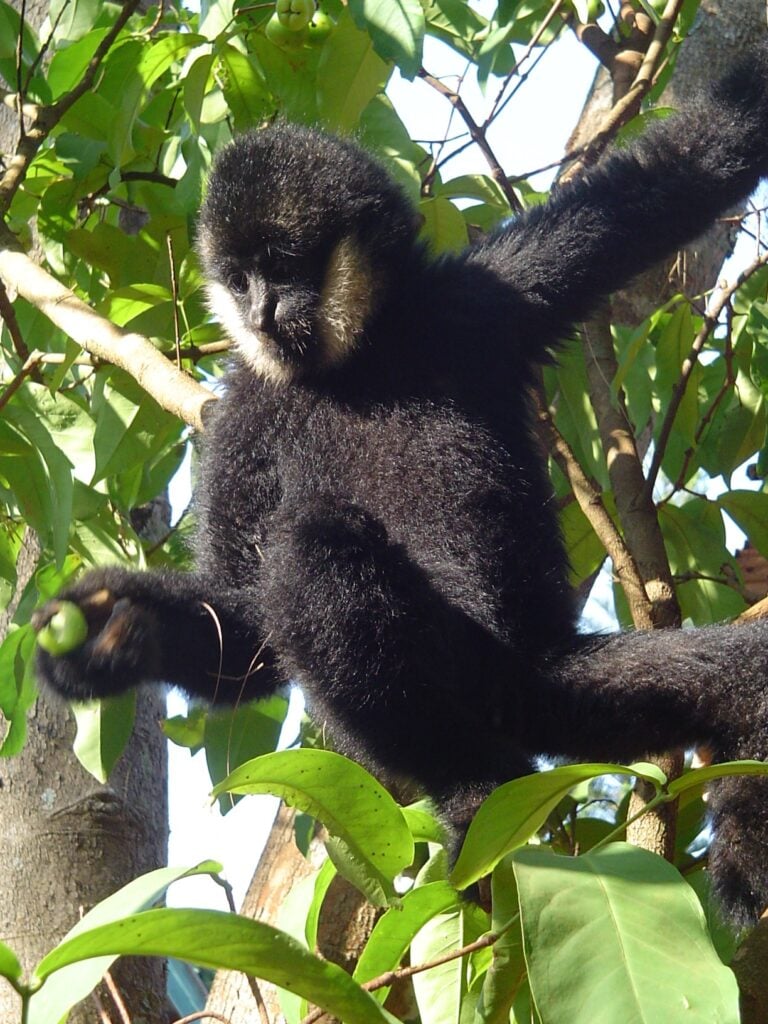 gibbons