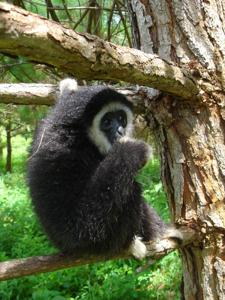 Gibbon climbing a tree in Thailand