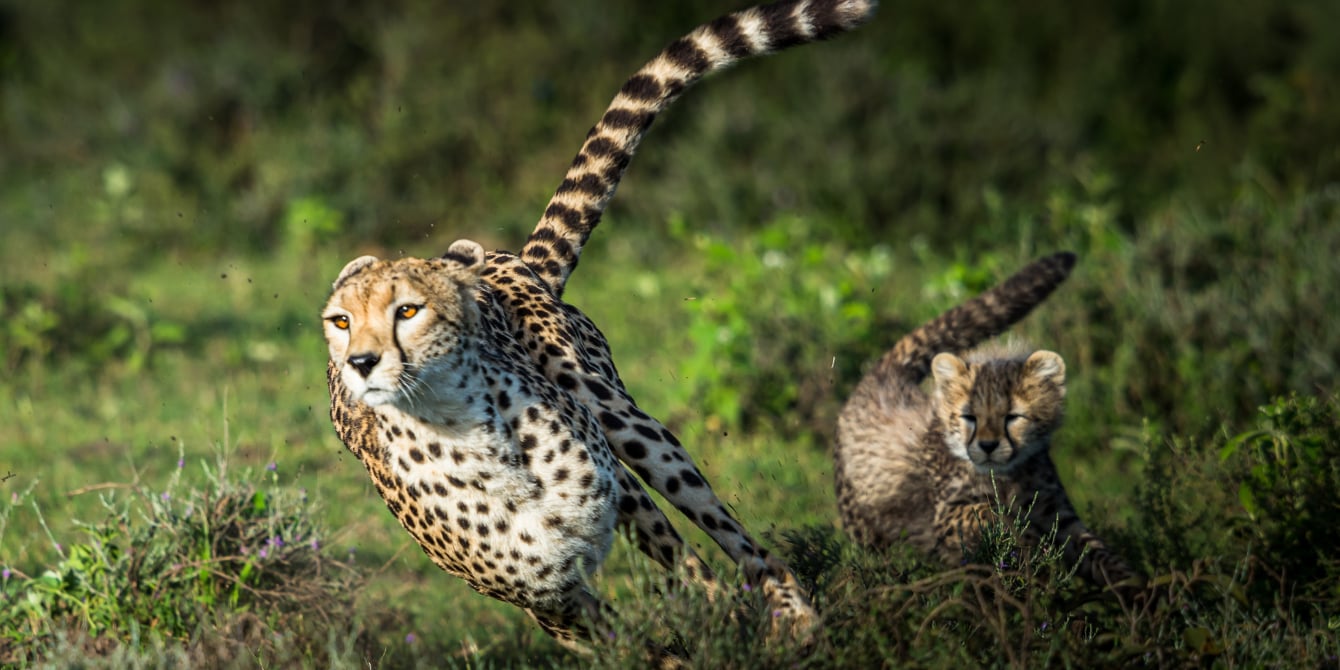 Cheetah running in Tanzania