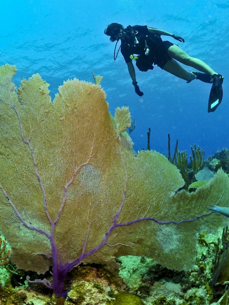 Diving in mahe