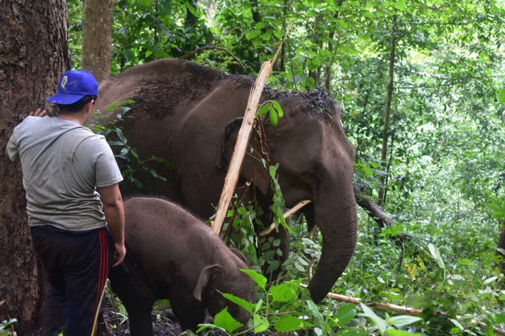 thailand forest