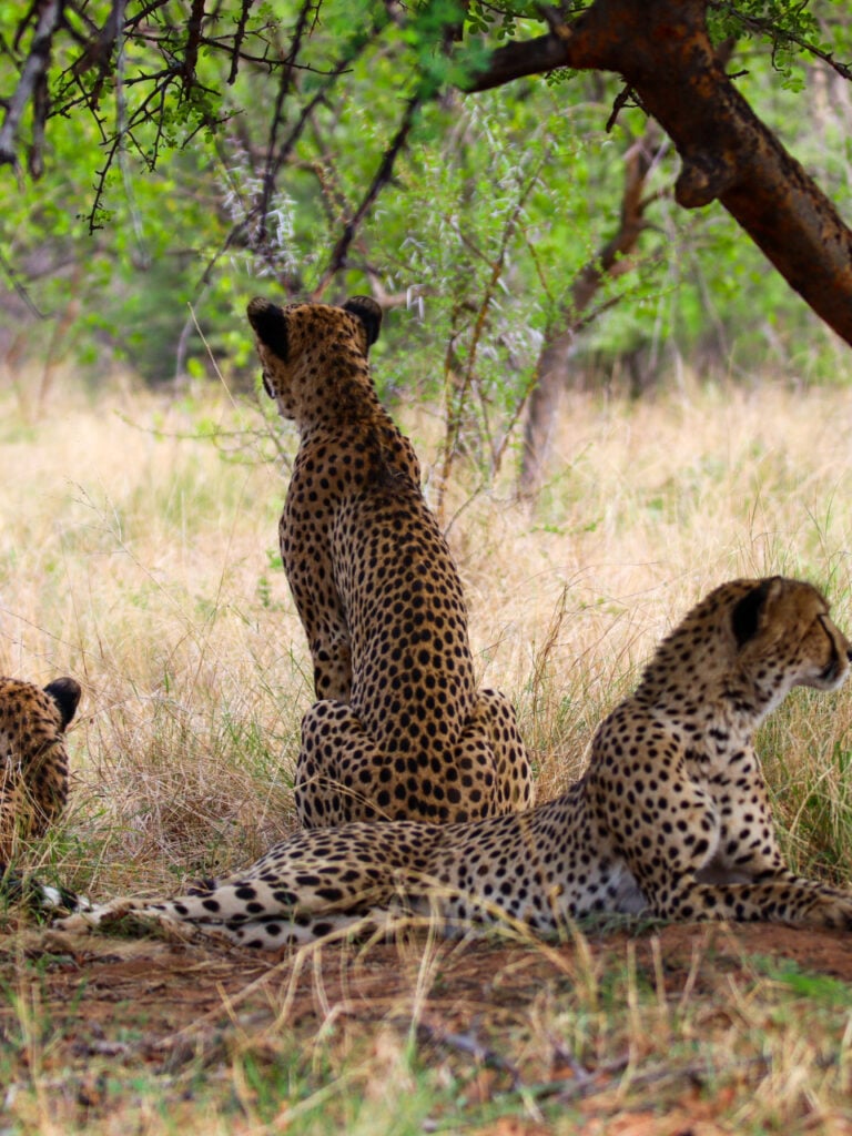 cheetah brothers
