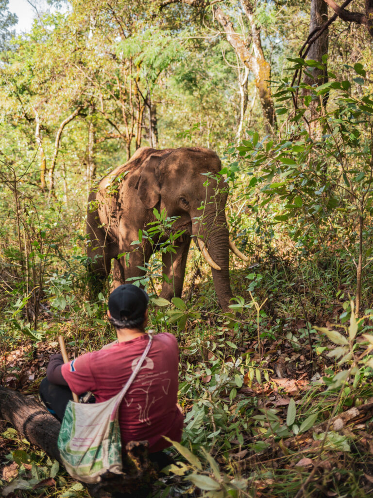 elephant in the jungle