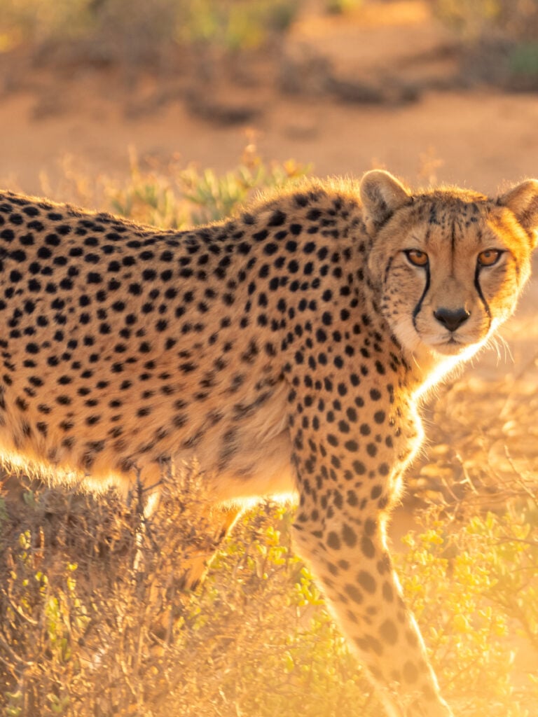 cheetah walking in sunset