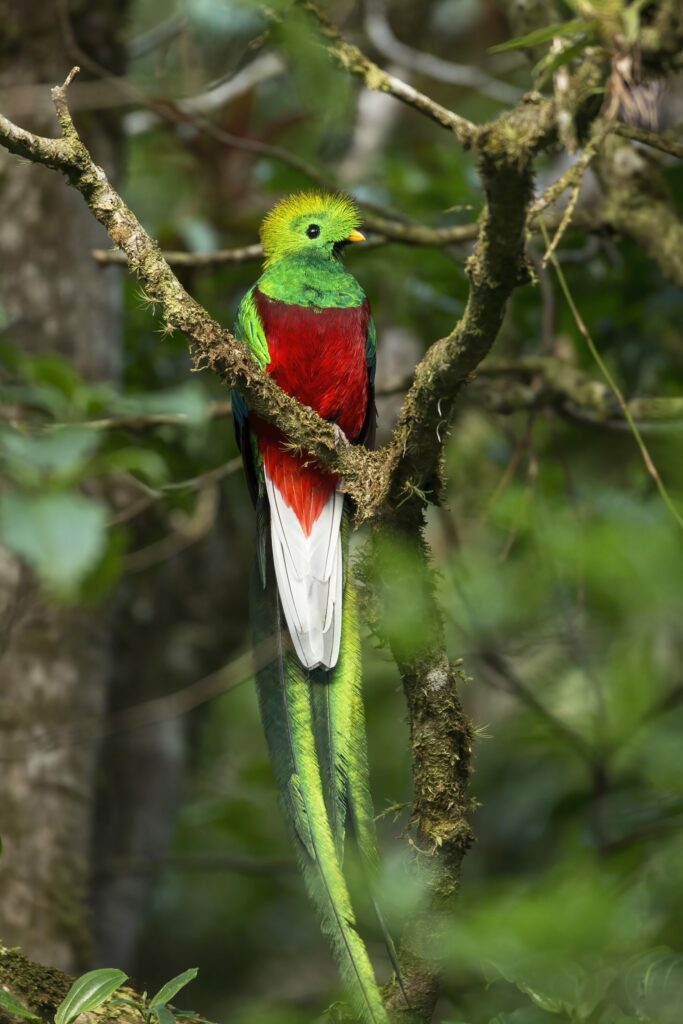 Exotic resplendent quetzal, pharomachrus mocinno, sitting on a branch in rainforest. Vertical composition of a colorful bird with red and green feathers and long tail on a tree.