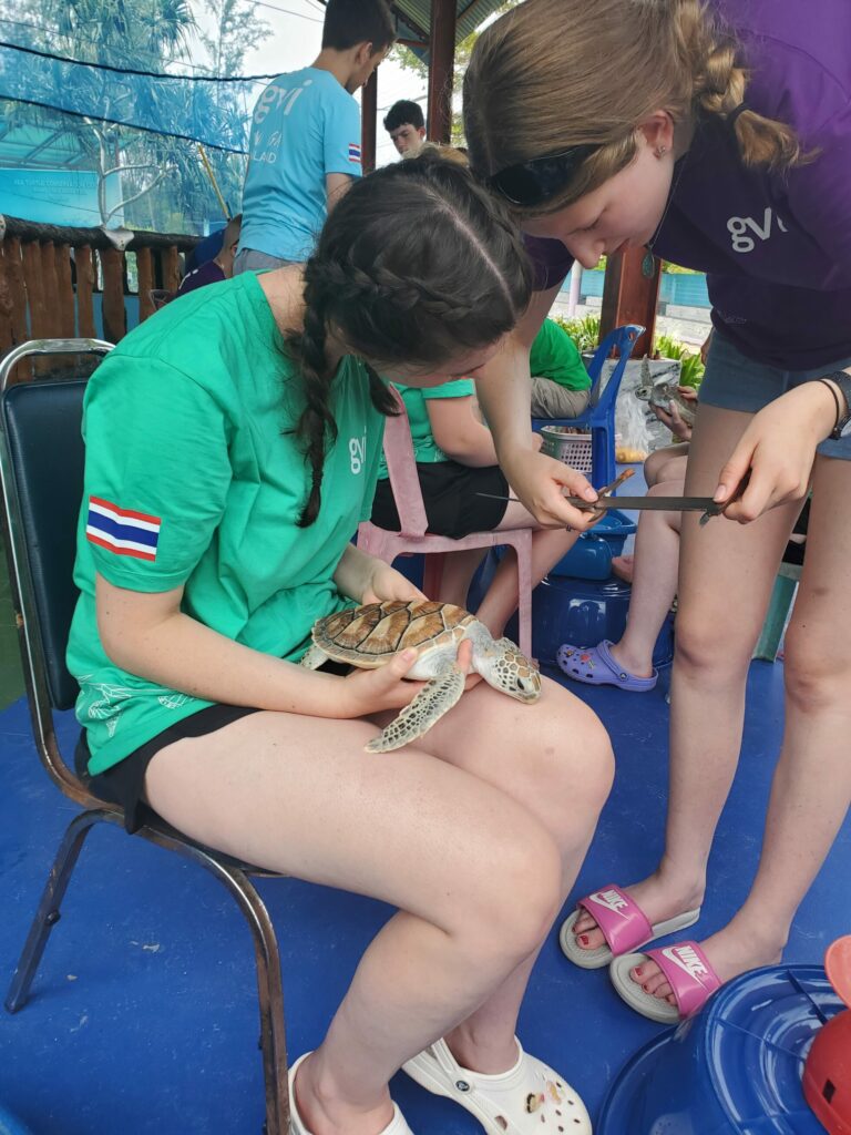 turtle care