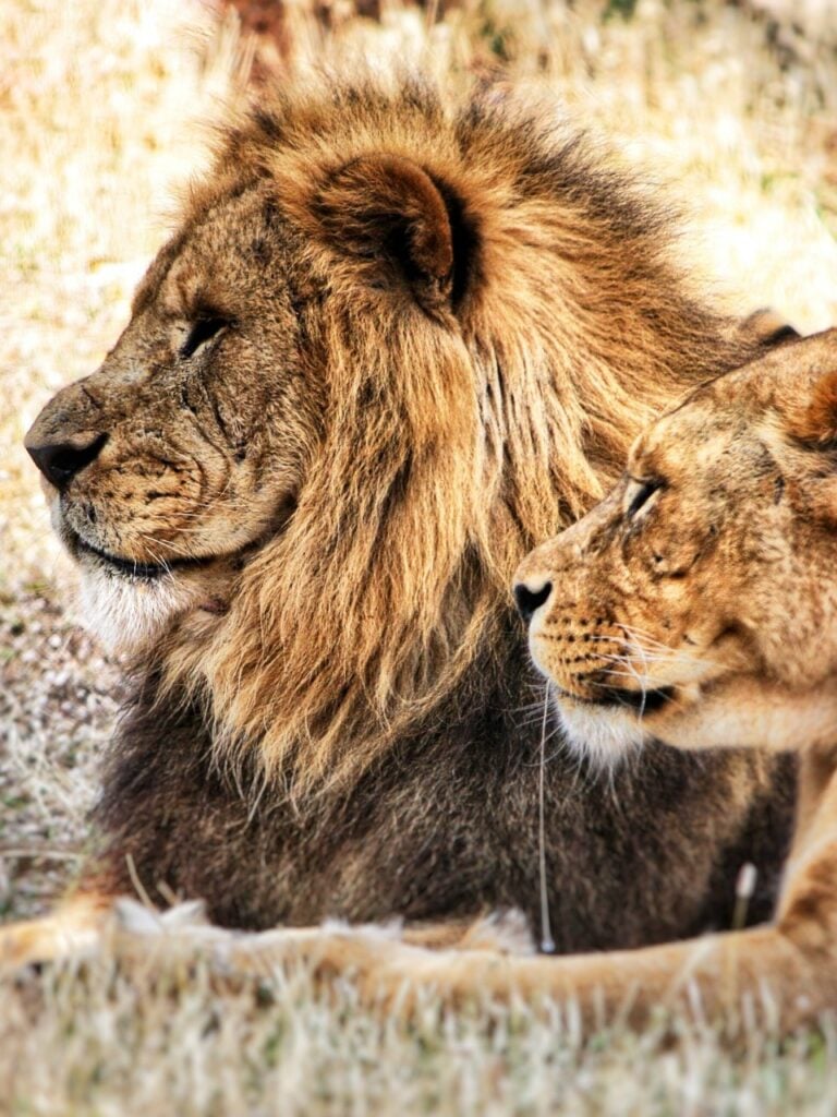 lions