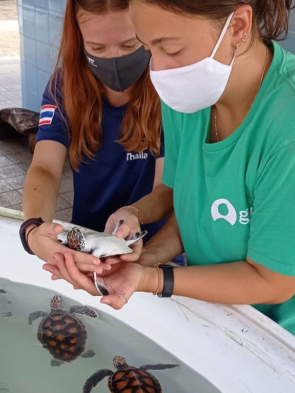 sea turtle care