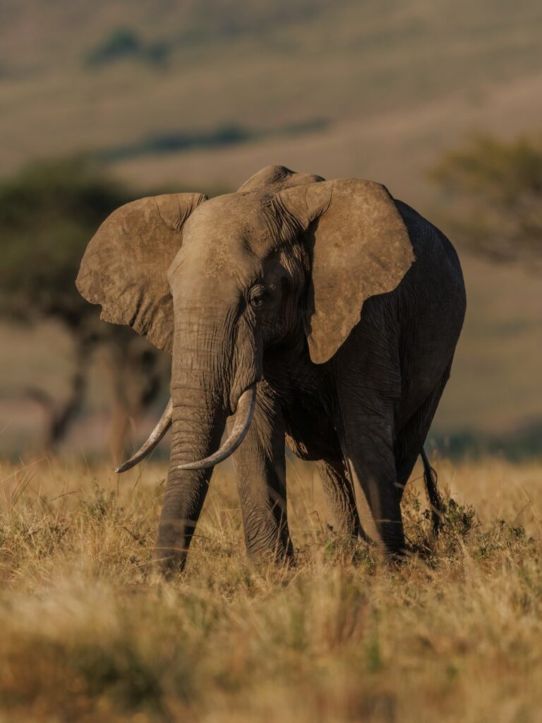 elephant