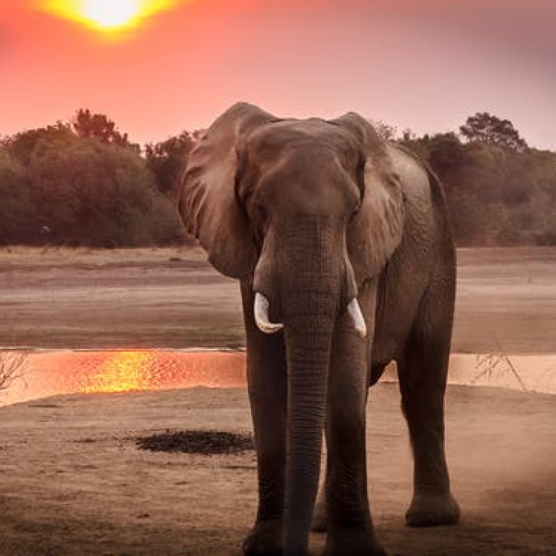 Watch a magical sunset at a watering hole