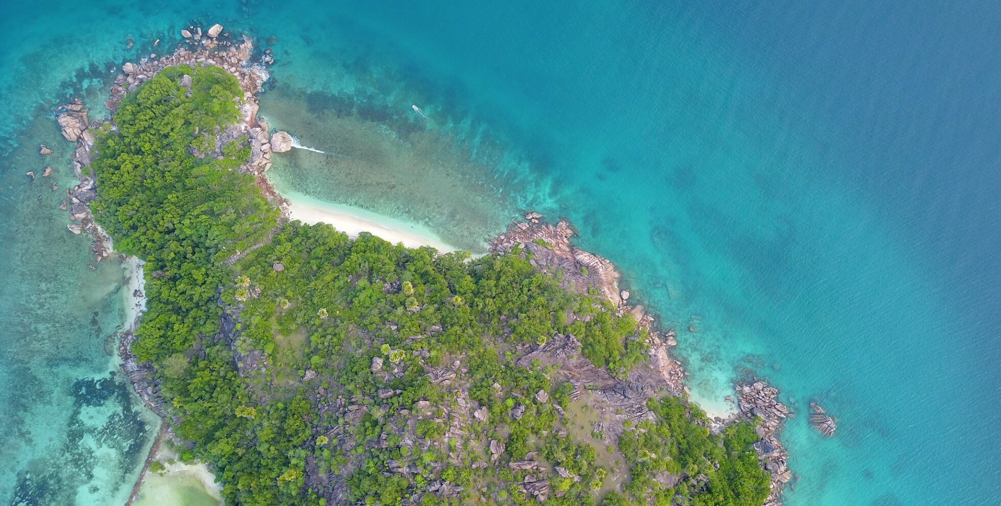 Lemon sharks and their role in the marine ecosystem | GVI