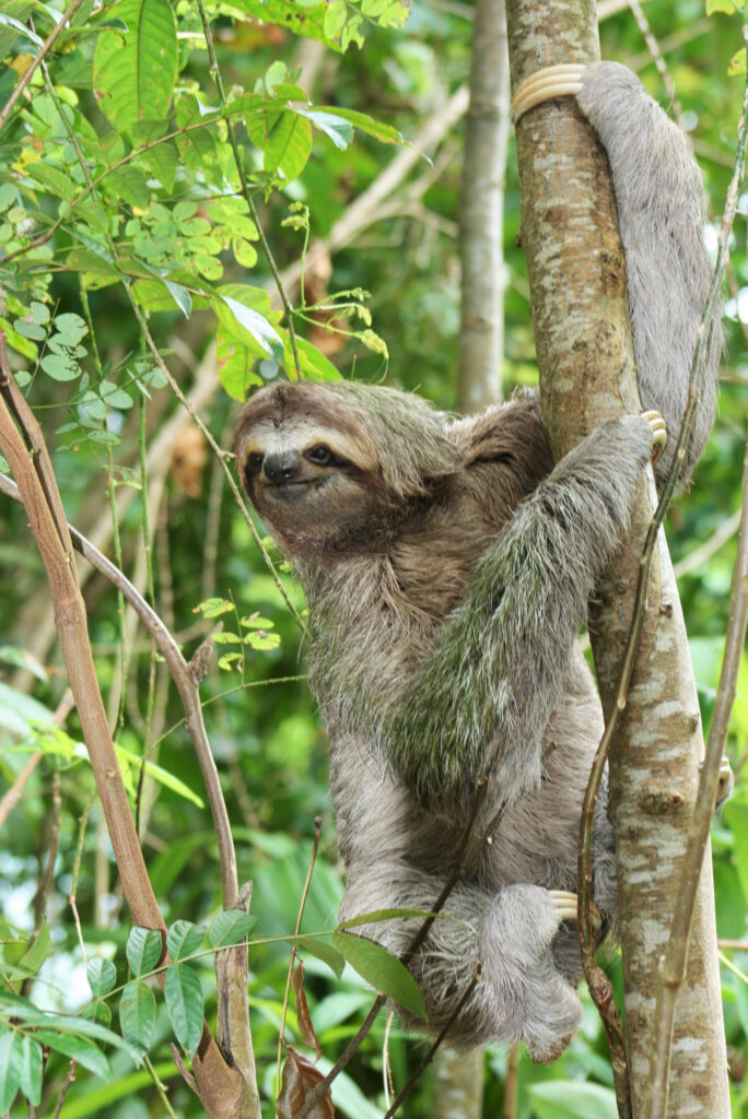 Sloth hanging off a tree