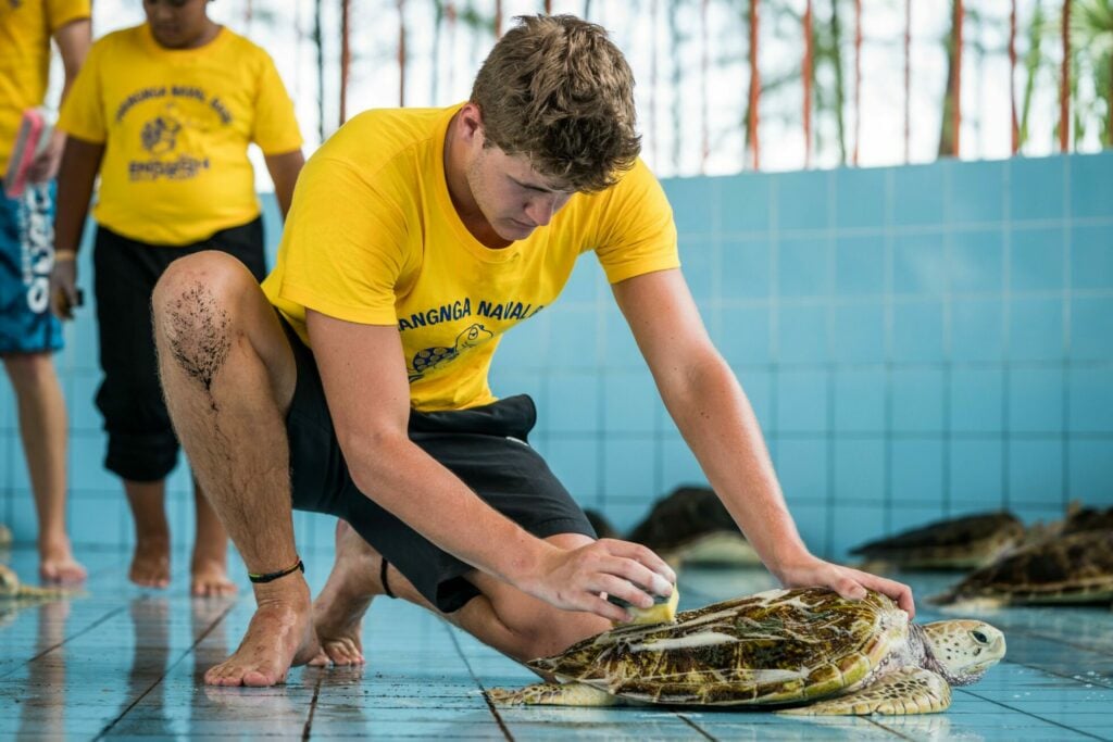 sea turtle care