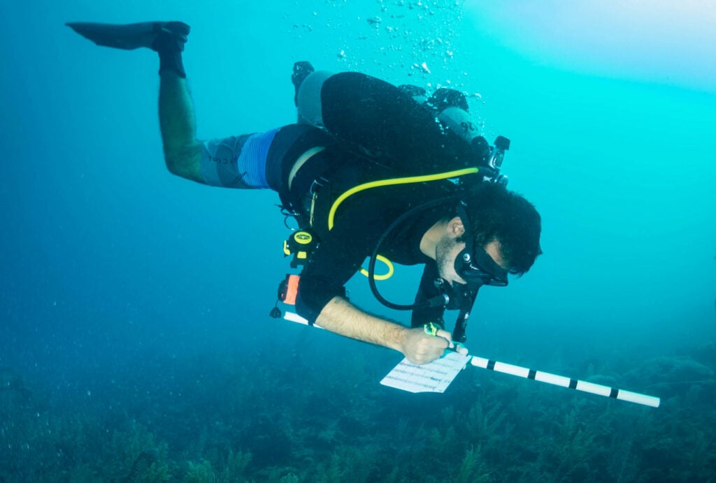 dive survey