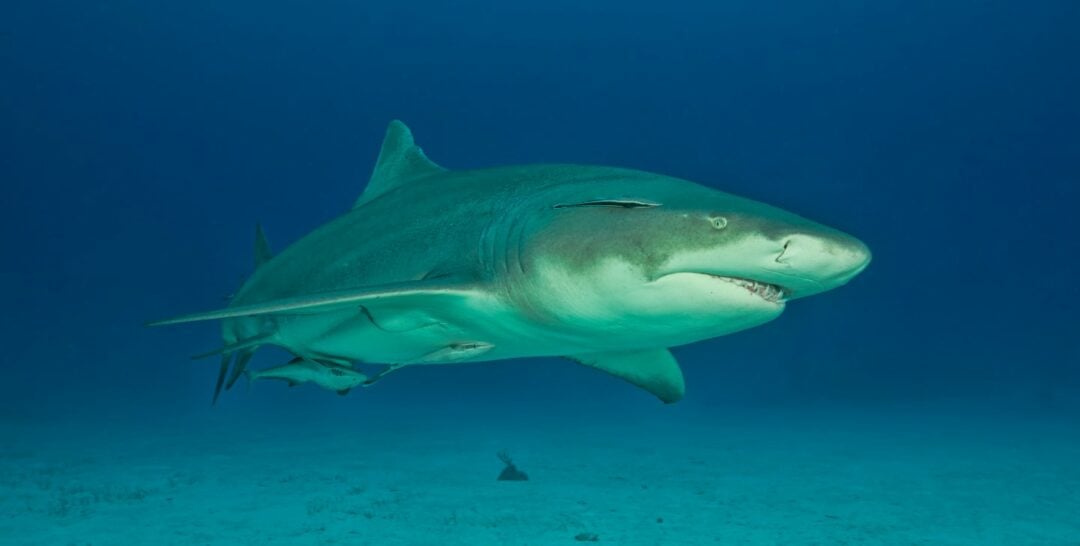 Exploring the Role of Lemon Sharks in the Marine Ecosystem | GVI | GVI