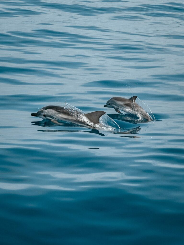 dolphins