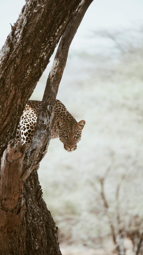 leopard