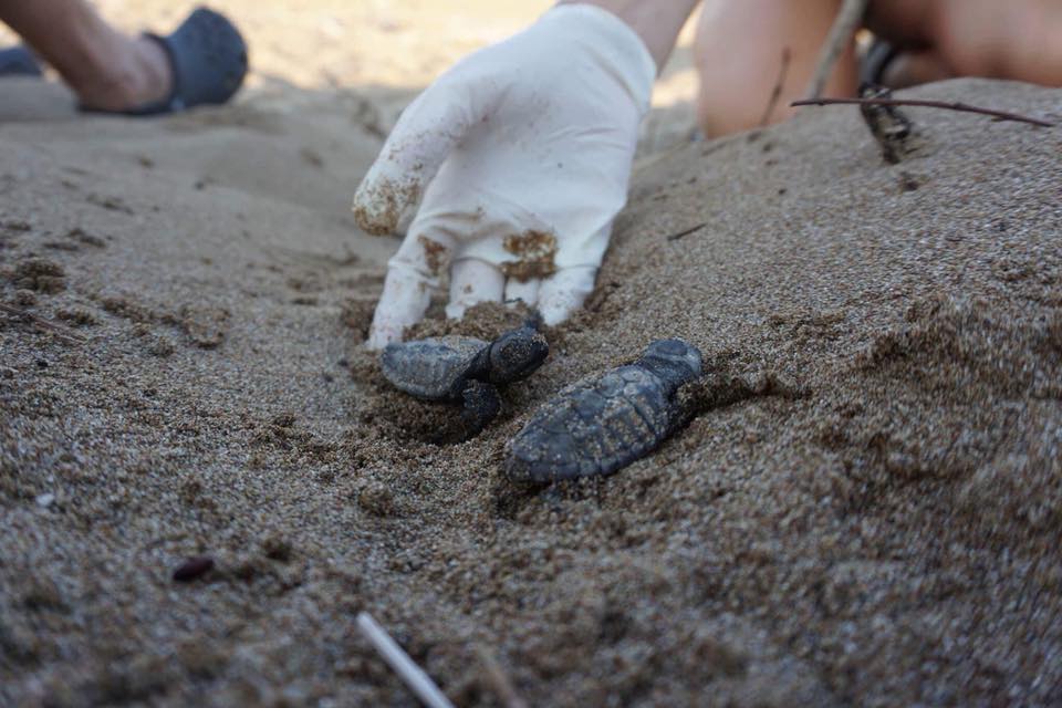 turtles hatching