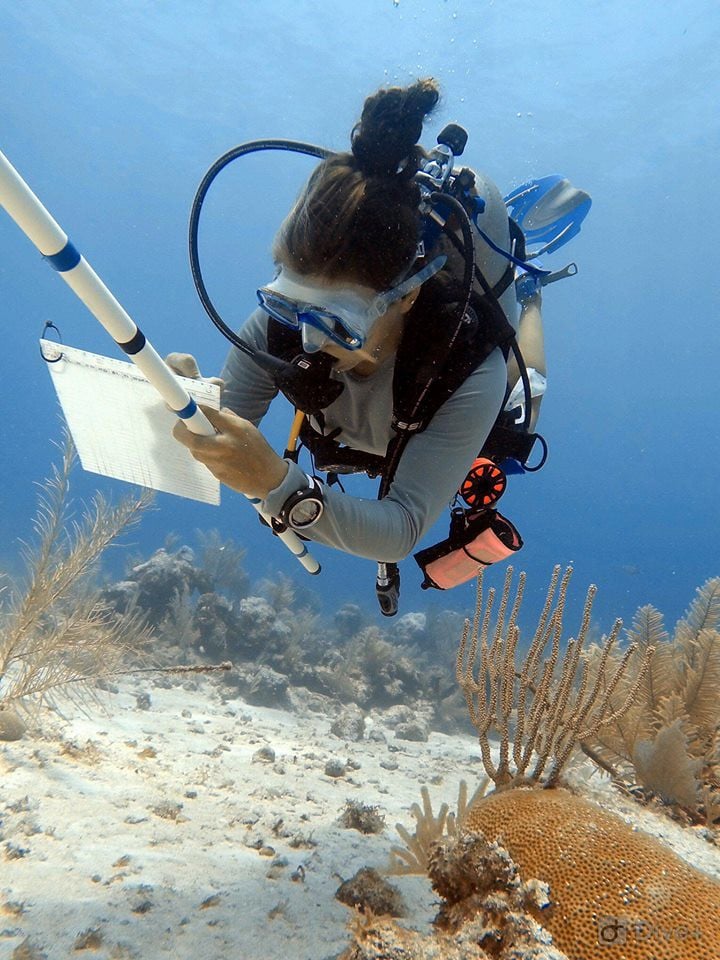 dive survey