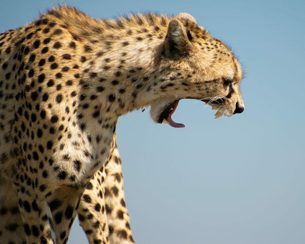 cheetah