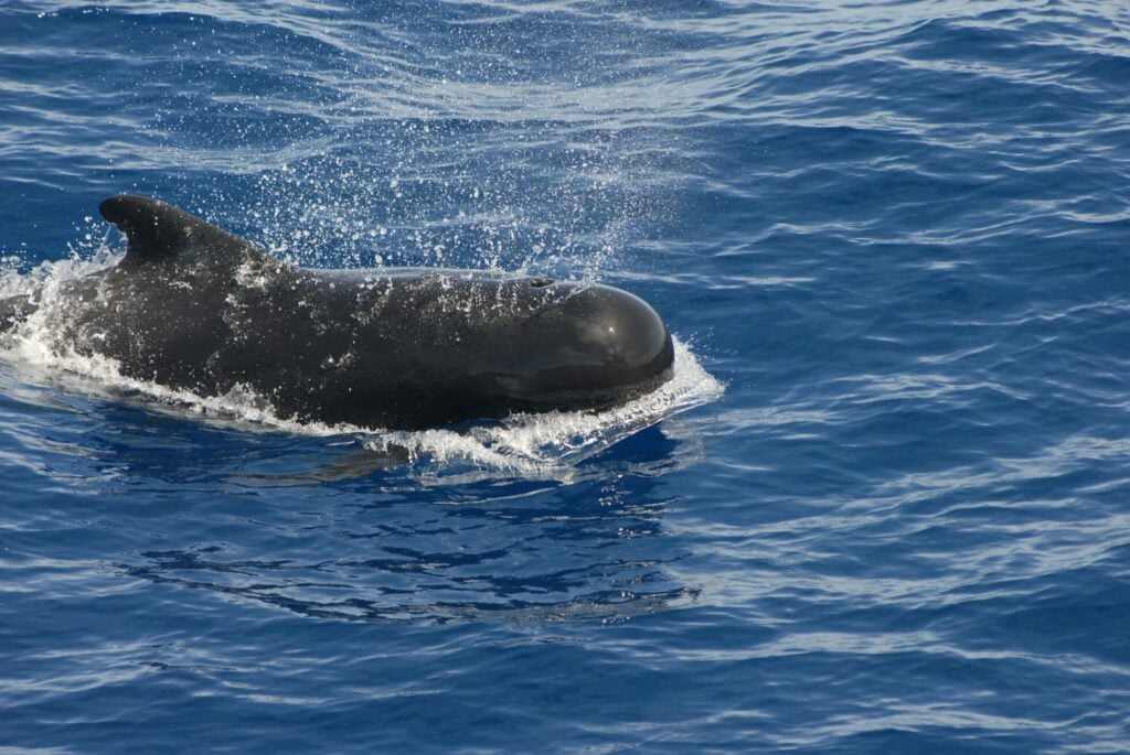 dolphin intelligence