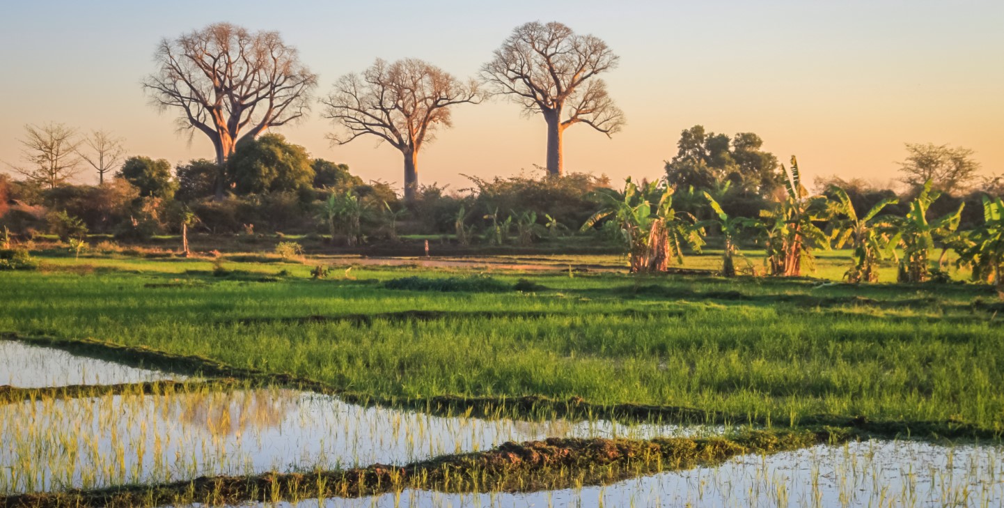 Exploring the Iconic Baobab Trees of Madagascar: A Traveller's Guide