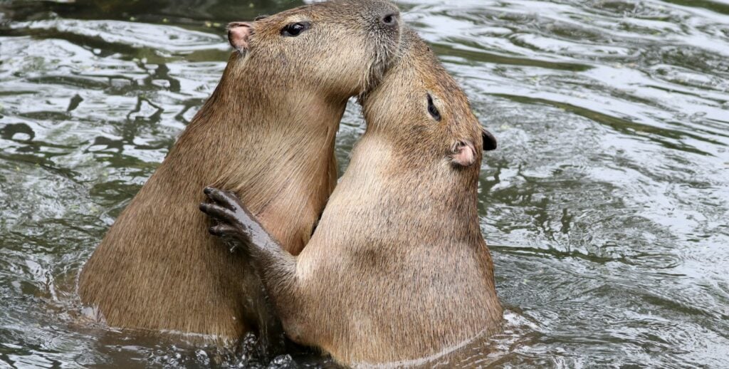 water hog, Capybaras spend most of their life in water: the…