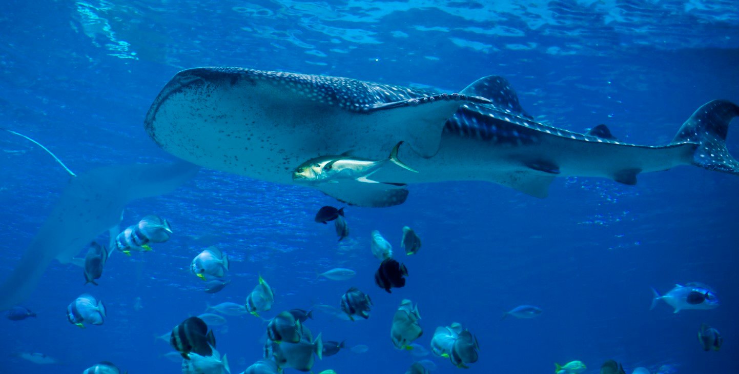 Why are whale sharks important? | GVI | GVI