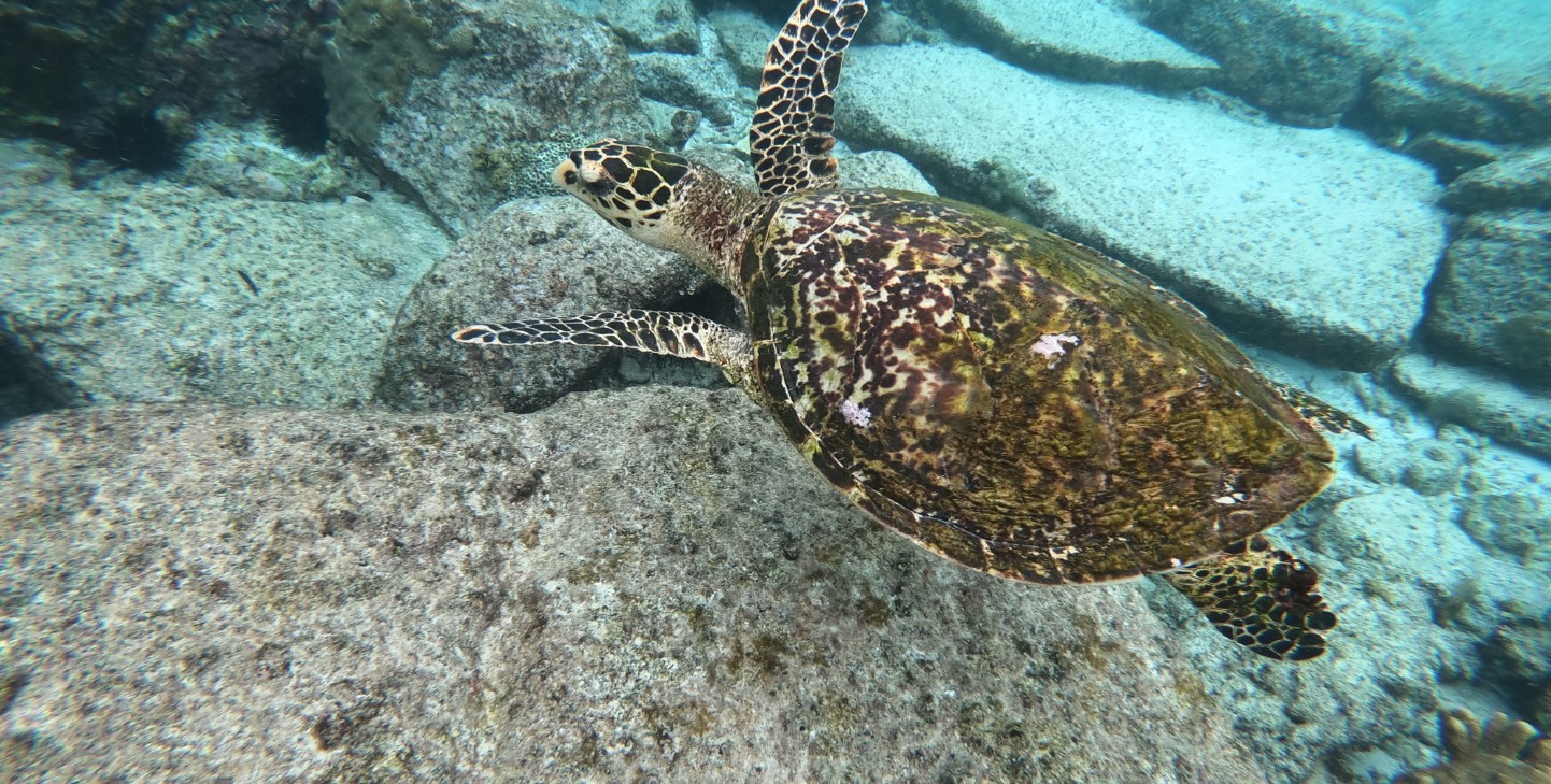 Public awareness campaigns for turtle conservation Turtle Island