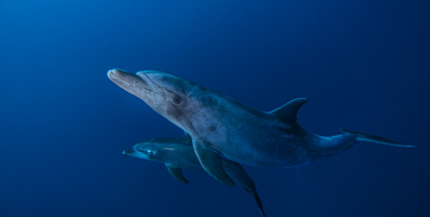 Bottlenose Dolphin Habitat Characteristics, Threats and Conservation