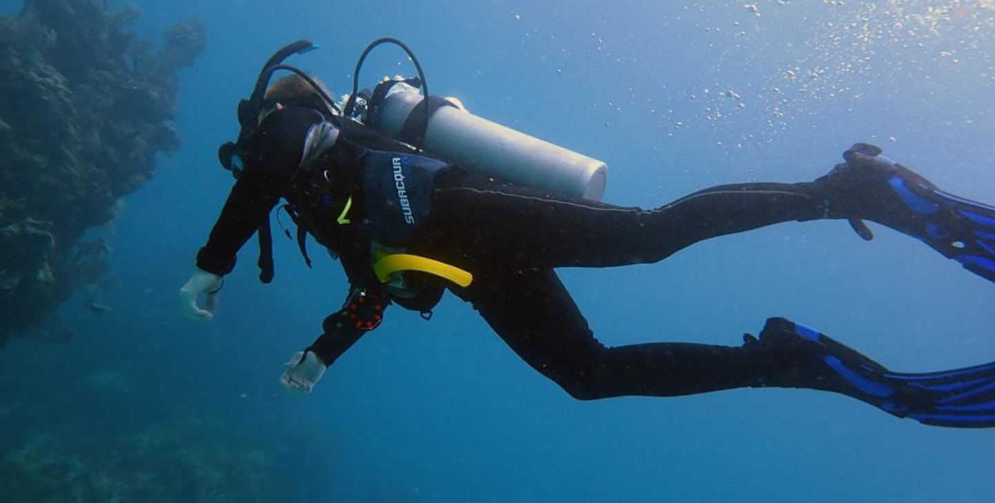 How to a Diving Volunteer GVI GVI