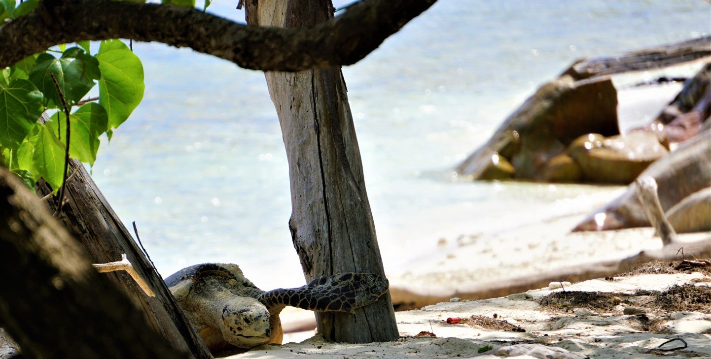public awareness campaigns for turtle conservation Turtle Island