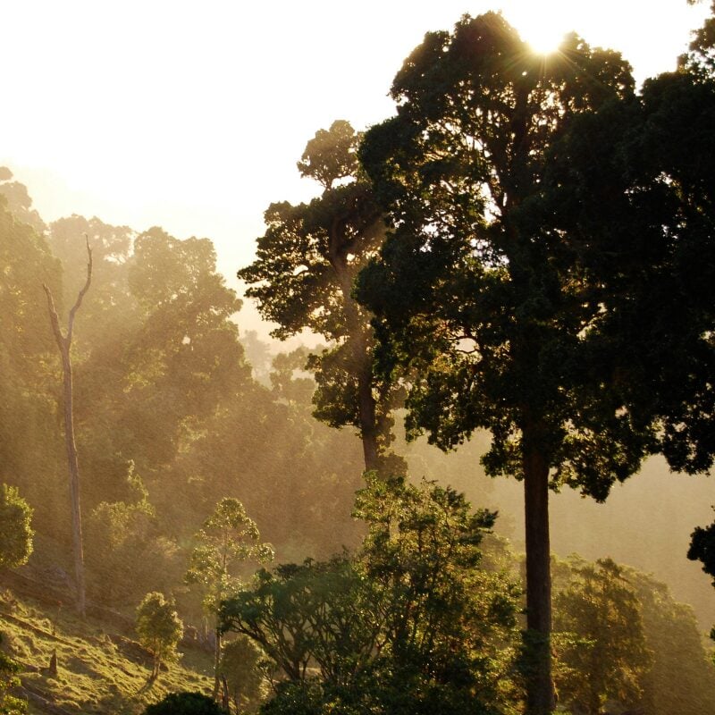 Watch a Costa Rican sunset from the rainforest.