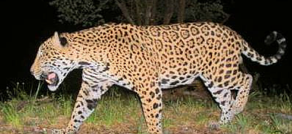 jaguar conservation in costa rica gvi uk