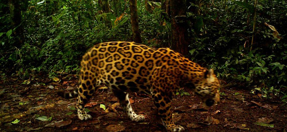 Jaguar Conservation 2 12 Weeks In Costa Rica Jobs Conse!   rvation - further travelling opportunities
