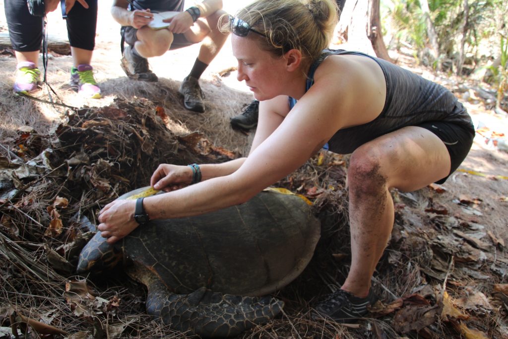 Measuring a turtle