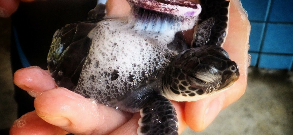 Baby turtle washing