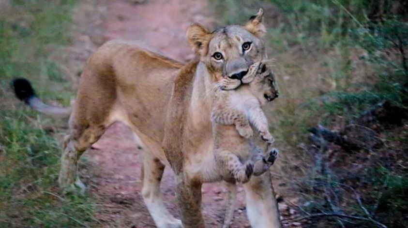 Lion carrying lion cub