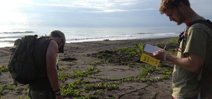 conservationist on the beach