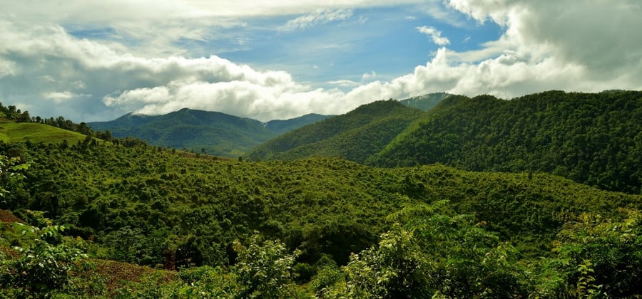view over the rainforest