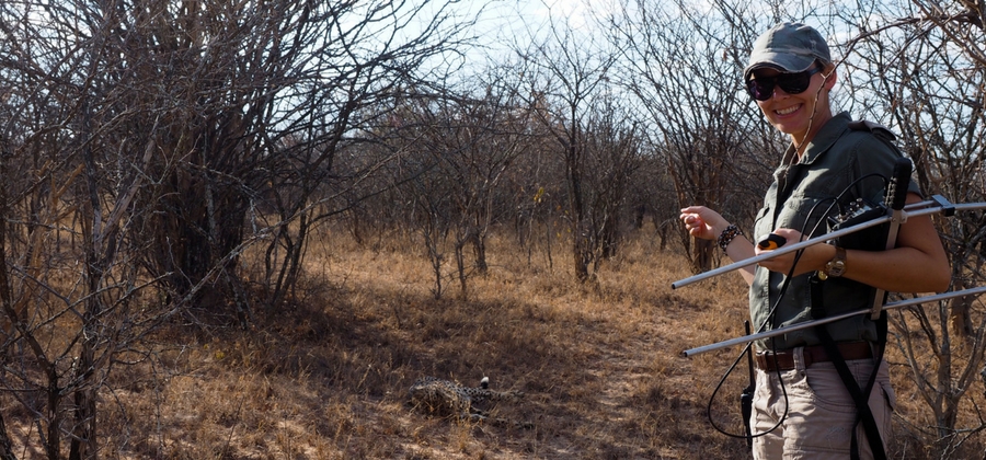 conservationist tracking animals